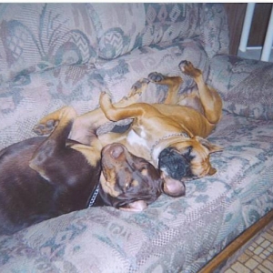Duke and Roxie sleeping on THEIR COUCH.