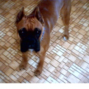 Duke posing. 9.5mths old