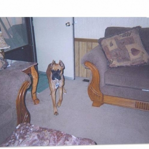 Duke in front of the door.