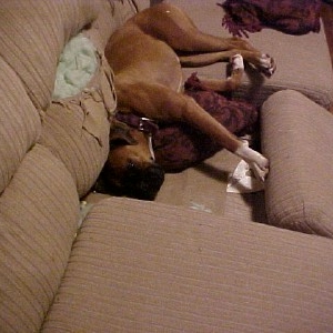 Roxie had a Happy New Year's Eve