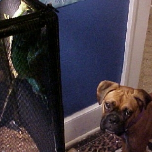 Contemplating the iguana