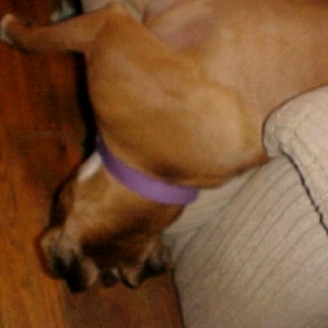 Yep, she's asleep!  (Roxie)