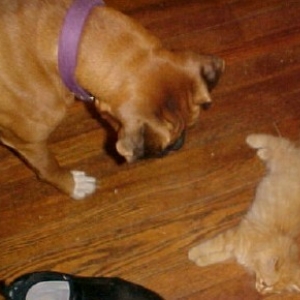 Maybe if I play dead...