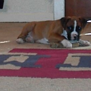 Sassy at 8 weeks