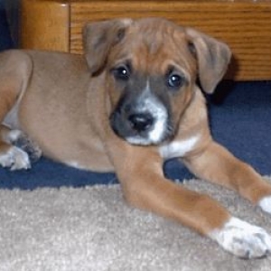Dallas at 8 weeks