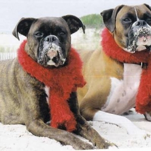 2005 Holiday Photo of Gabriella & Bosco