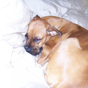 Sydney still sleeping...