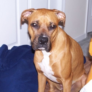 This was the day after being spayed...