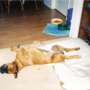 tired duke