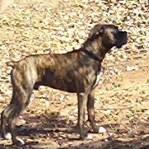 Koa