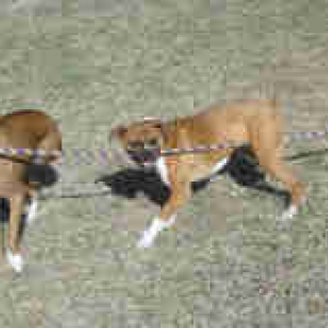 Tug-o-war is fun...even with 3 legged buddies