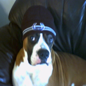 Diesel the Colts Fan