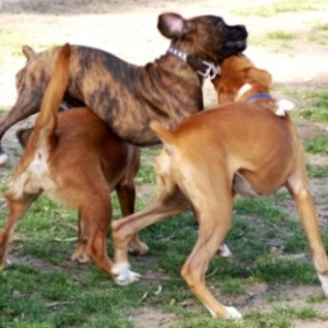 Dog Pile! L.A. Bash January