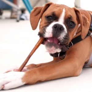 Mmmm, Bully Bone!