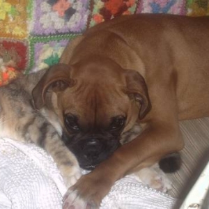 My Roxie and Miracle