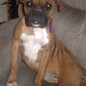 Roxanne