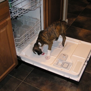 Washing Dishes