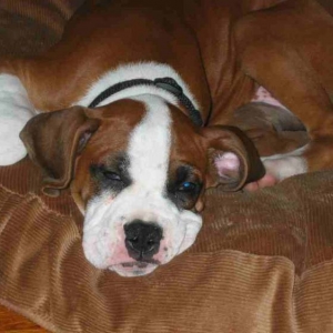Sleepy Ziggy