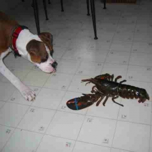 ZiggyVSLobster