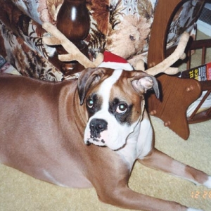 Santa's Helper???