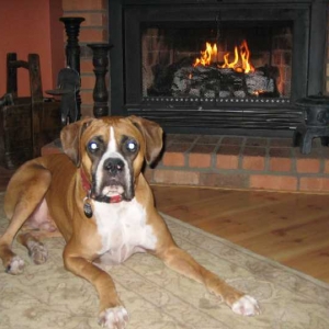Mackenzie enjoying the fireplace on Christmas Eve!