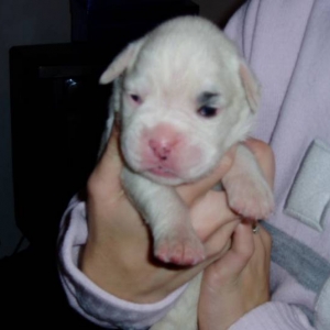 millie abount 1.5 weeks old