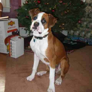 Zig's Xmas