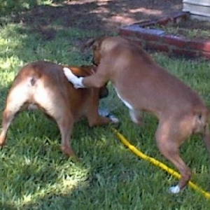 Sassy wanting Dallas to stop hoggin the water