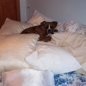 Duke on Pillows