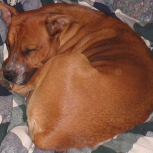 Dallas Sleeping