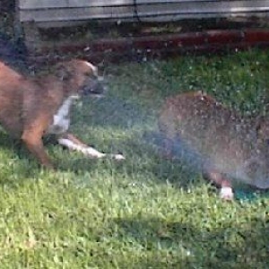 This is fun, we love the sprinkler
