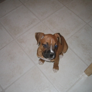 tawny 10 weeks old
