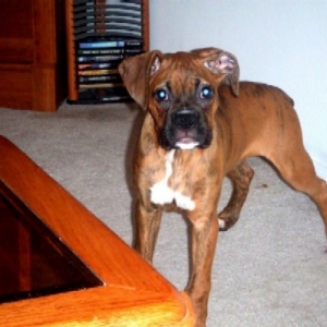 I'm getting so big! (13 weeks old)