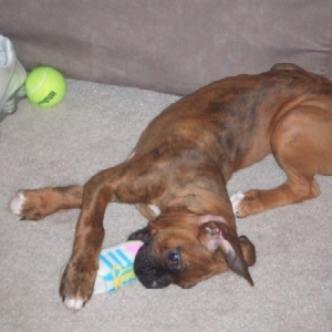 I love my squeaker shoe!