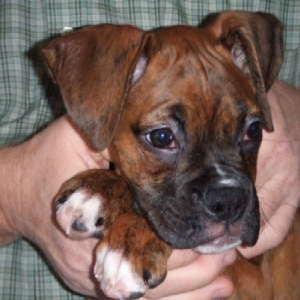 I'm so sweet! (11 weeks old)