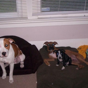 Sampson and my buddy's pit