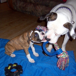 Harley and her new older "sister"