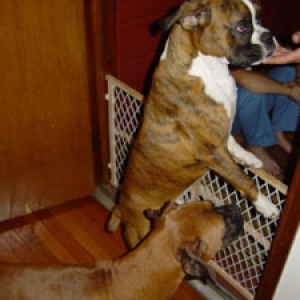 Stupid gate