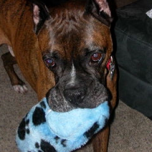 Blaze Playing Catch