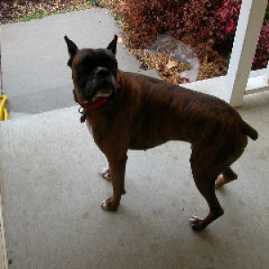 Blaze NOT wanting to go outside.