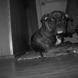 Roxy1