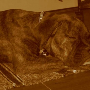 Roxy2