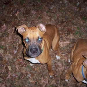 buster and sampson
