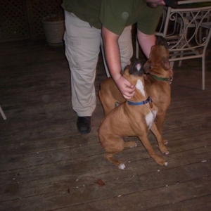 sampson_and_buster2