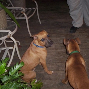sampson_and_buster3