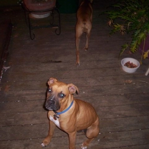 Sampson