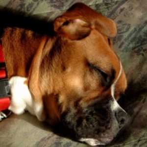 Dog's Life1