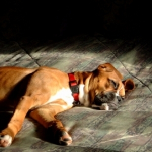 Dog's LIfe 2