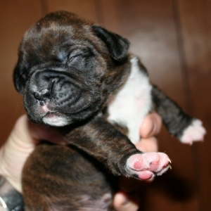 Samson at two weeks!