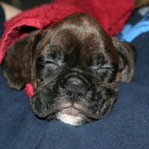 Sleepy Samson!